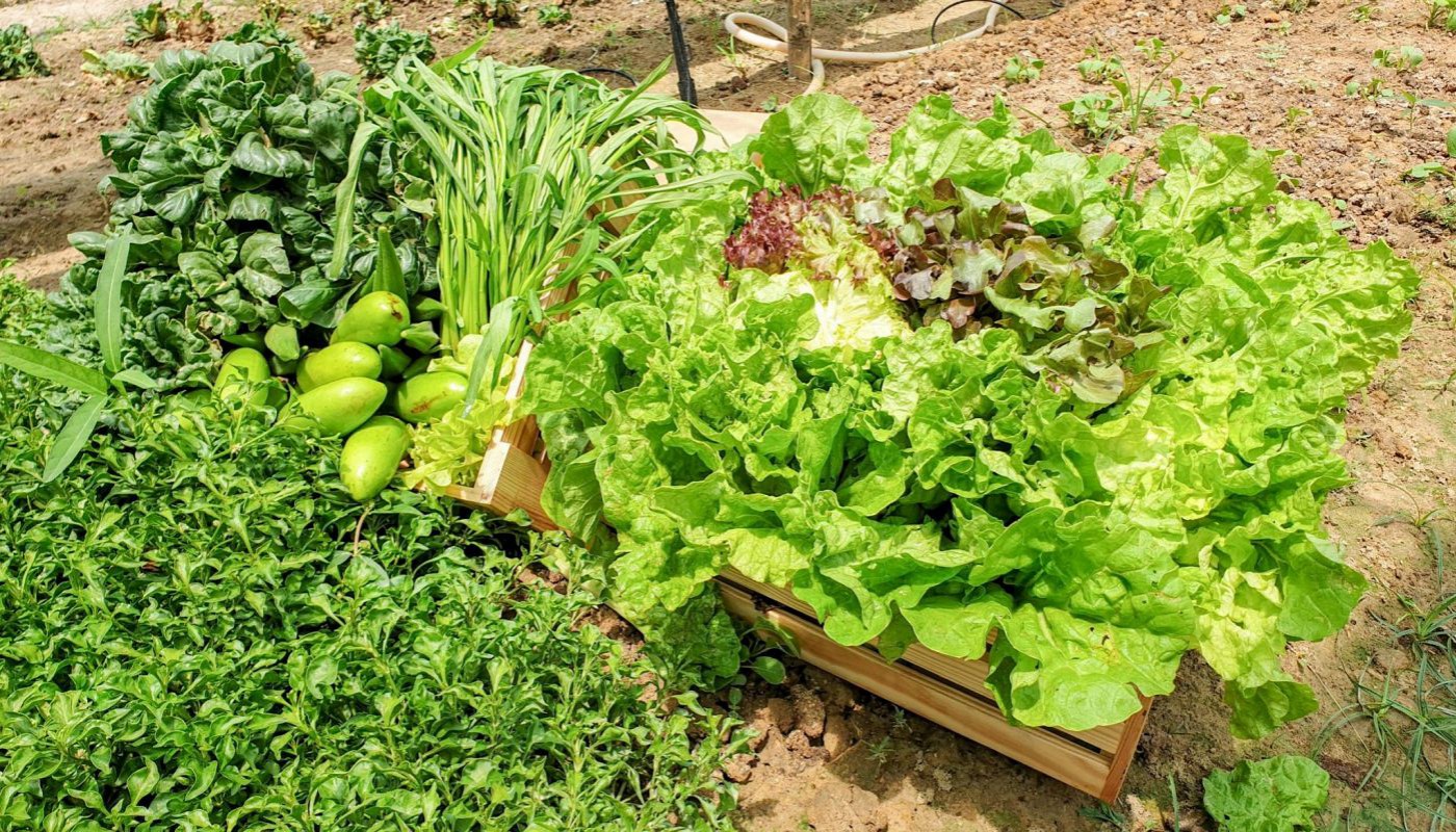 Organic Vegetable at Beyond Resort Khaolak