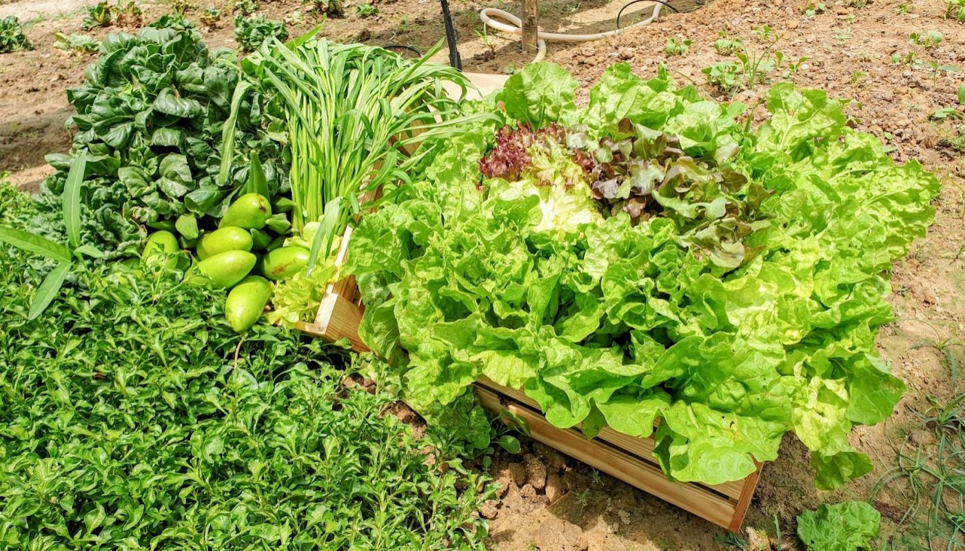 Garden Fresh Organic Vegetables